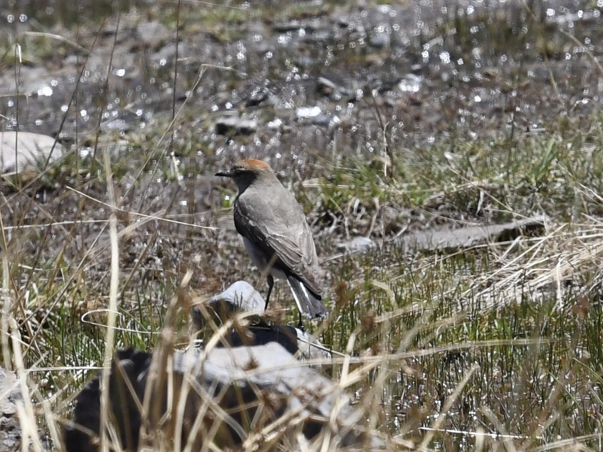 White-browed Ground-Tyrant - ML646524611