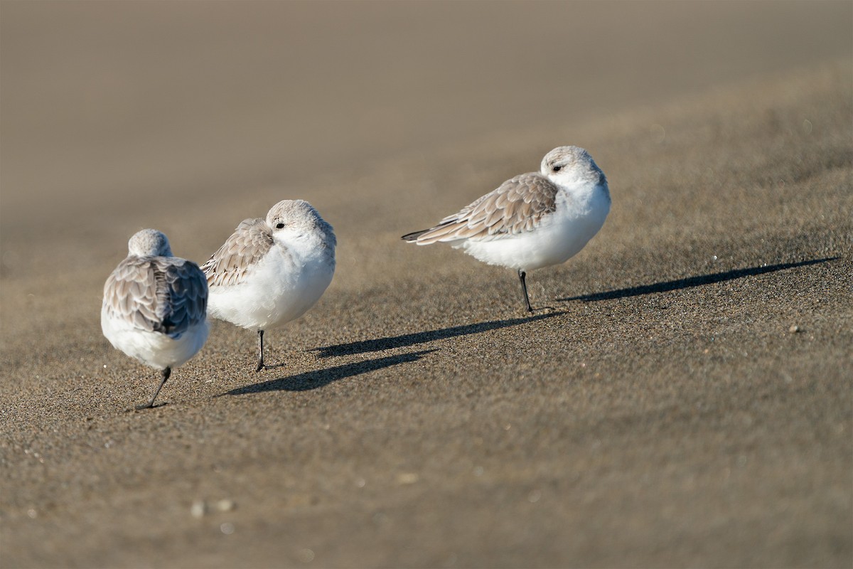 חופית לבנה - ML646524613