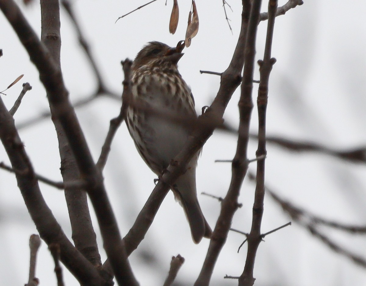 Purple Finch - ML646524614