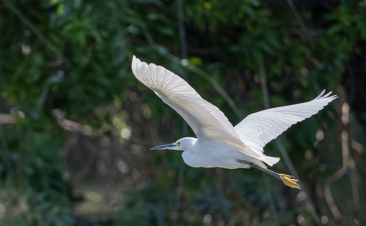 לבנית אמריקנית - ML646524615