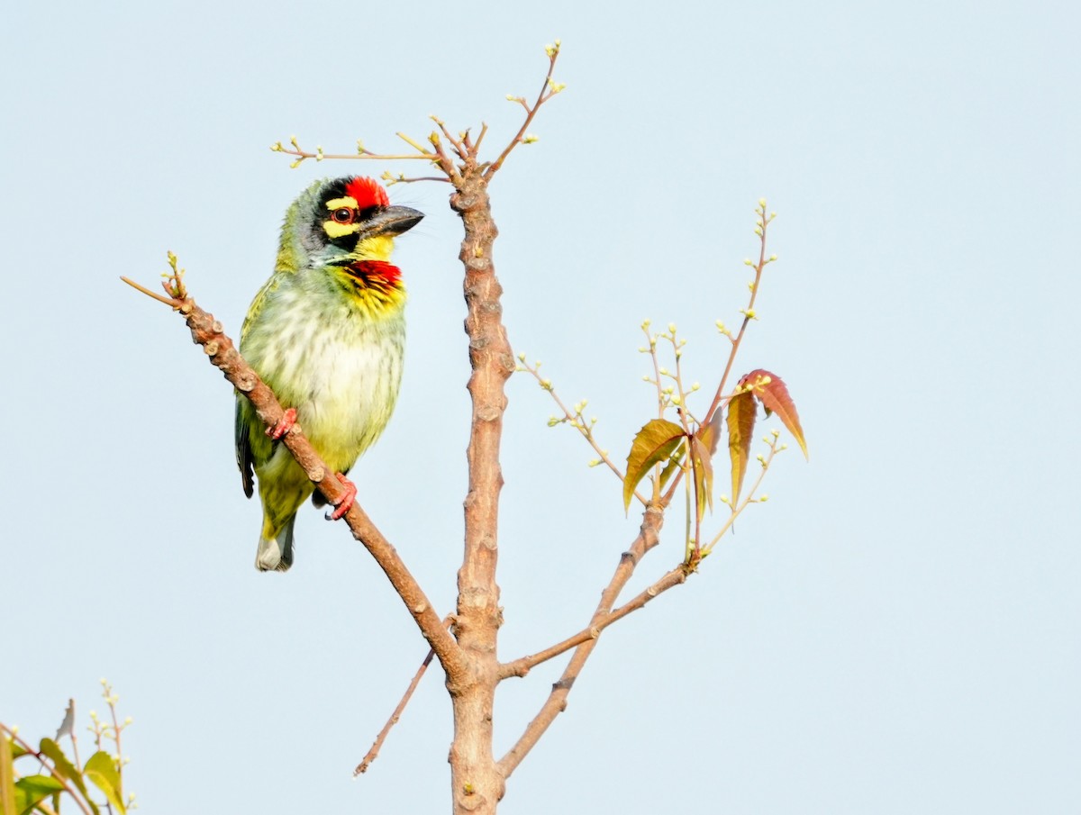 Coppersmith Barbet - ML646524616
