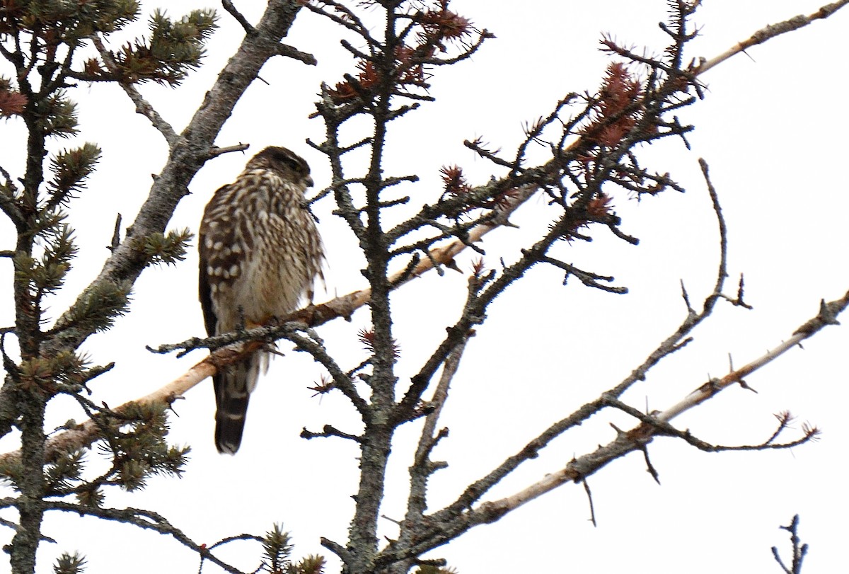 Merlin - ML646524617