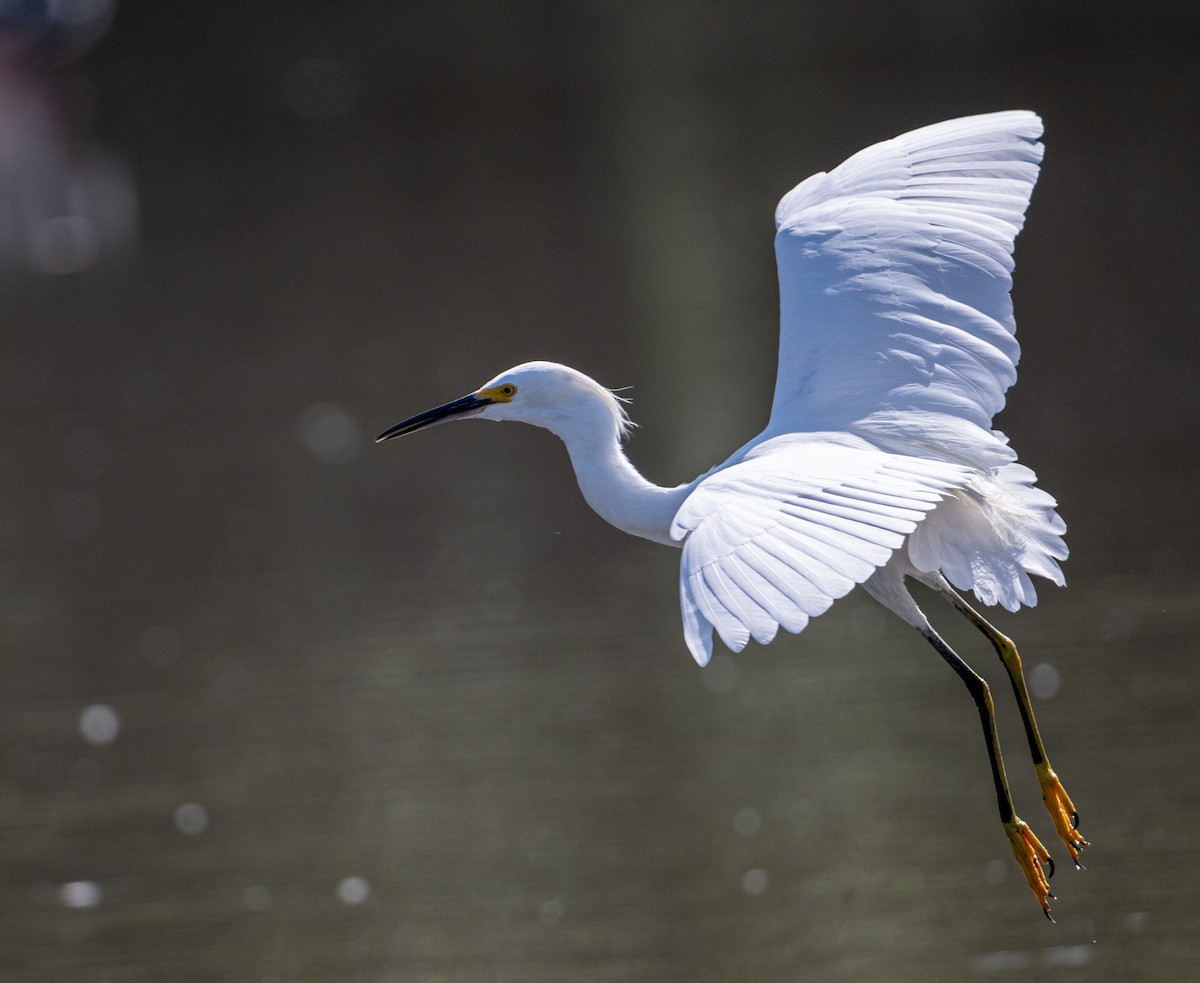 Snowy Egret - ML646524620