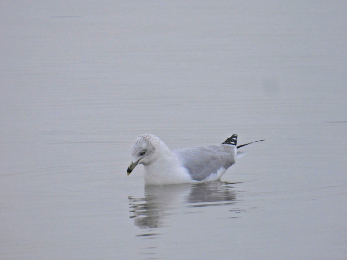 Ring-billed Gull - ML646524622
