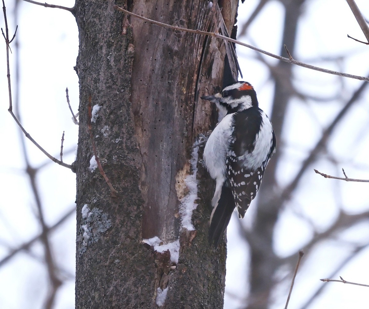 Hairy Woodpecker - ML646524623