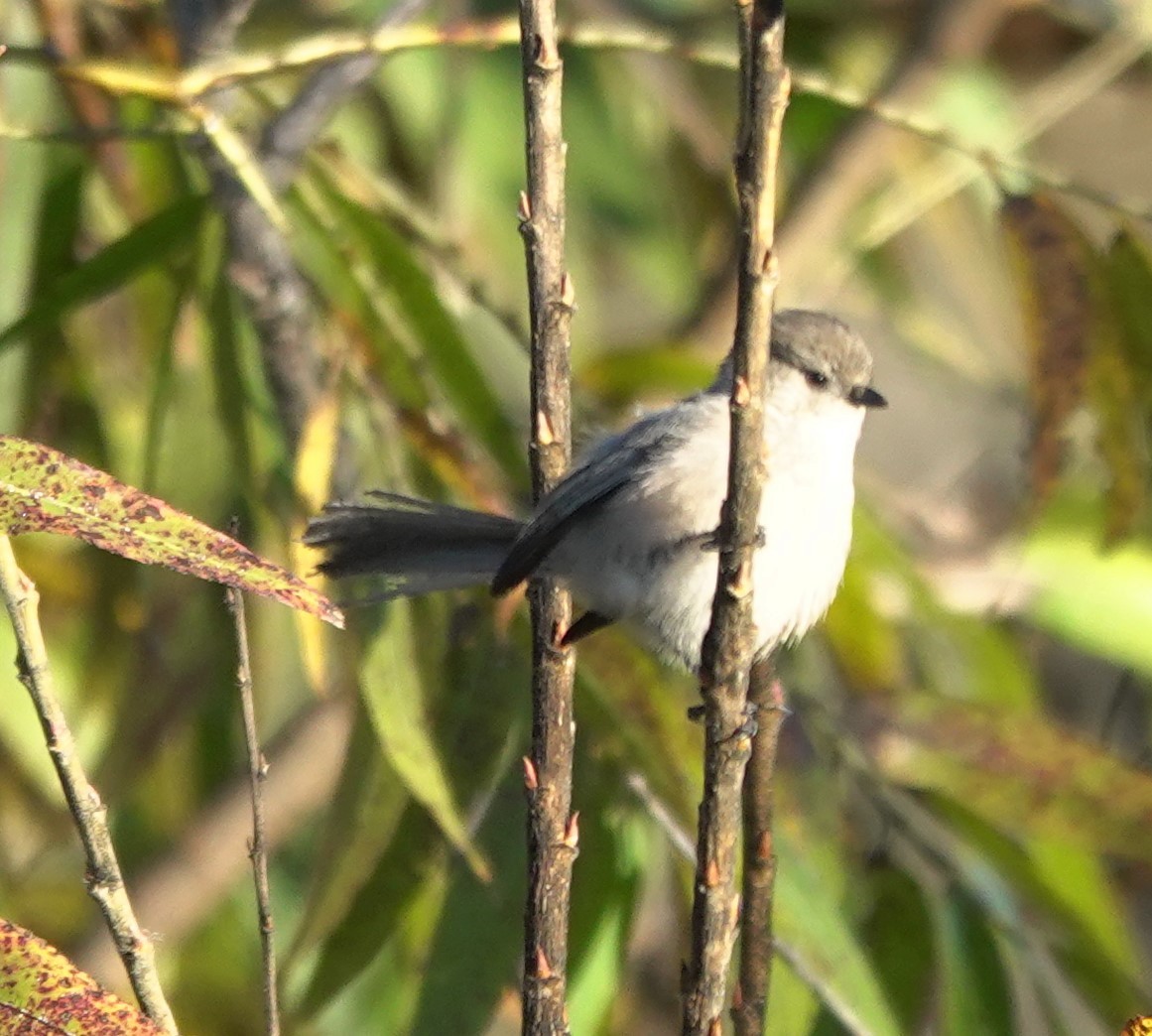 Bushtit - ML646524624