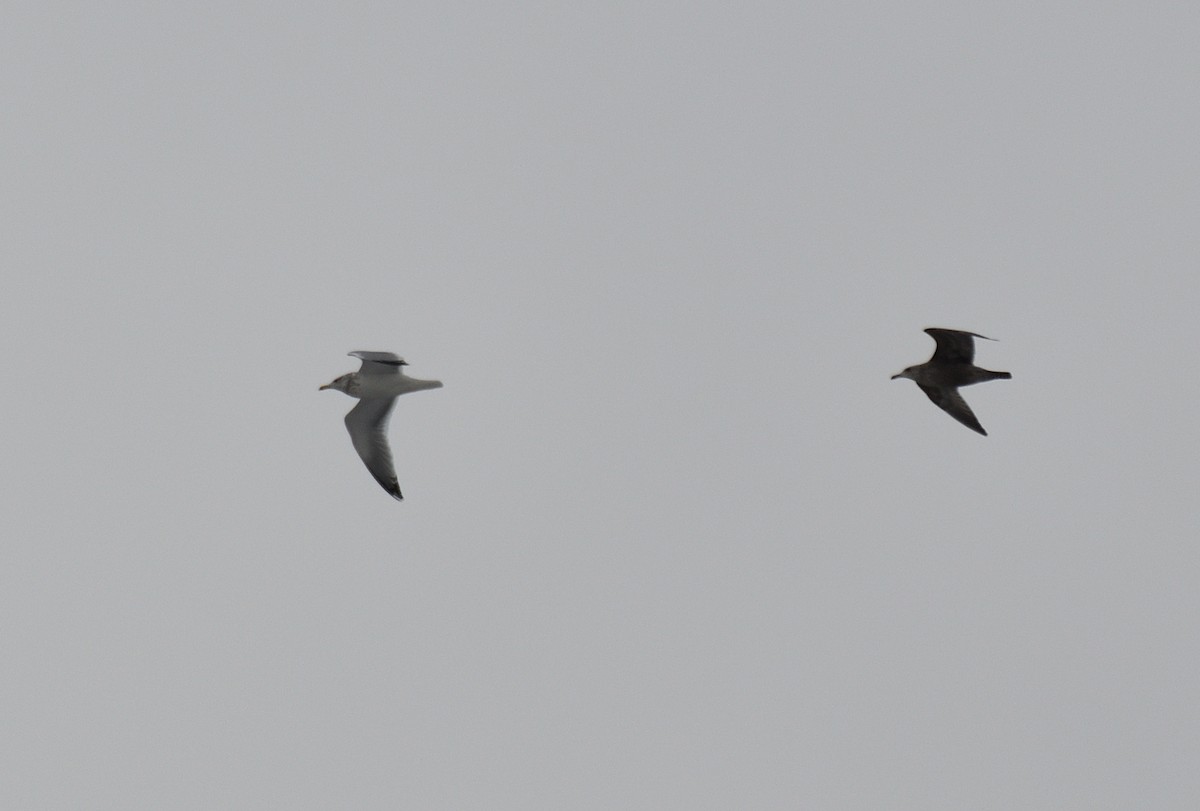 American Herring Gull - ML646524625