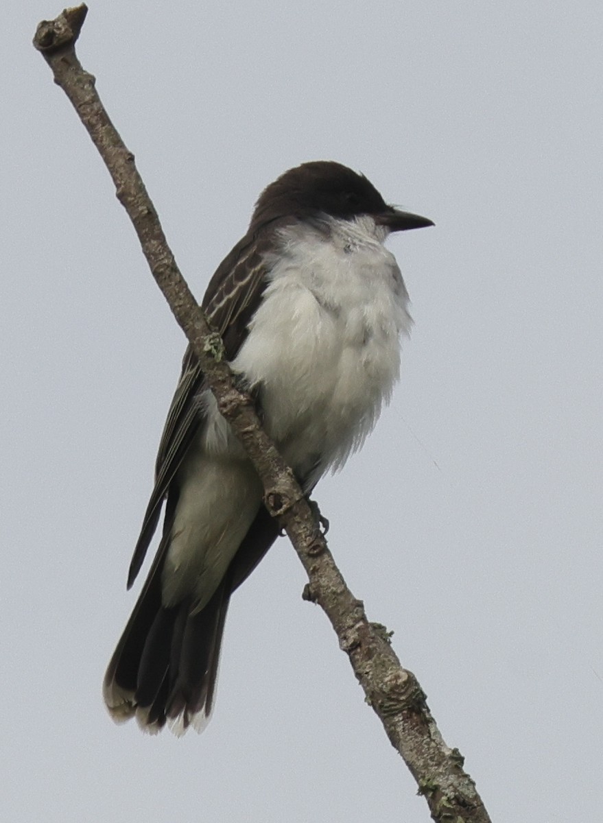 Tyran tritri - ML646524626