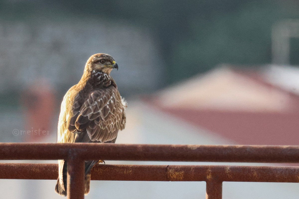 Common Buzzard - ML646524627
