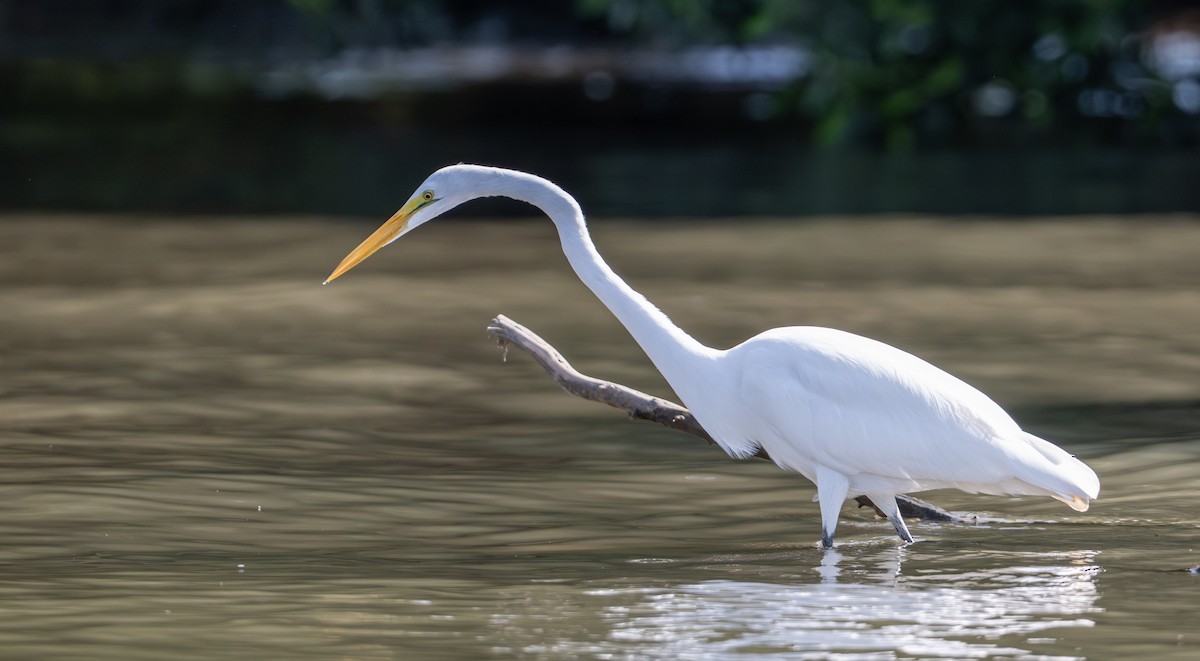 Great Egret - ML646524628