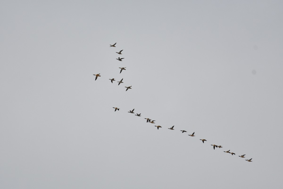 Common Merganser (North American) - ML646524629