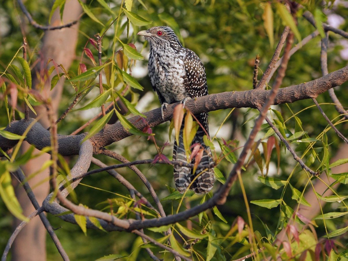 Asian Koel - ML646524630