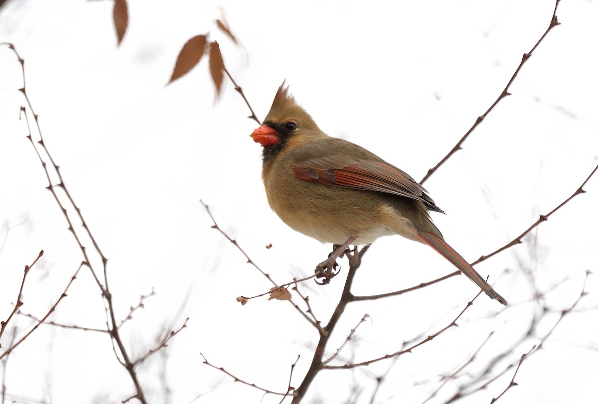 Kardinal arrunta - ML646524632