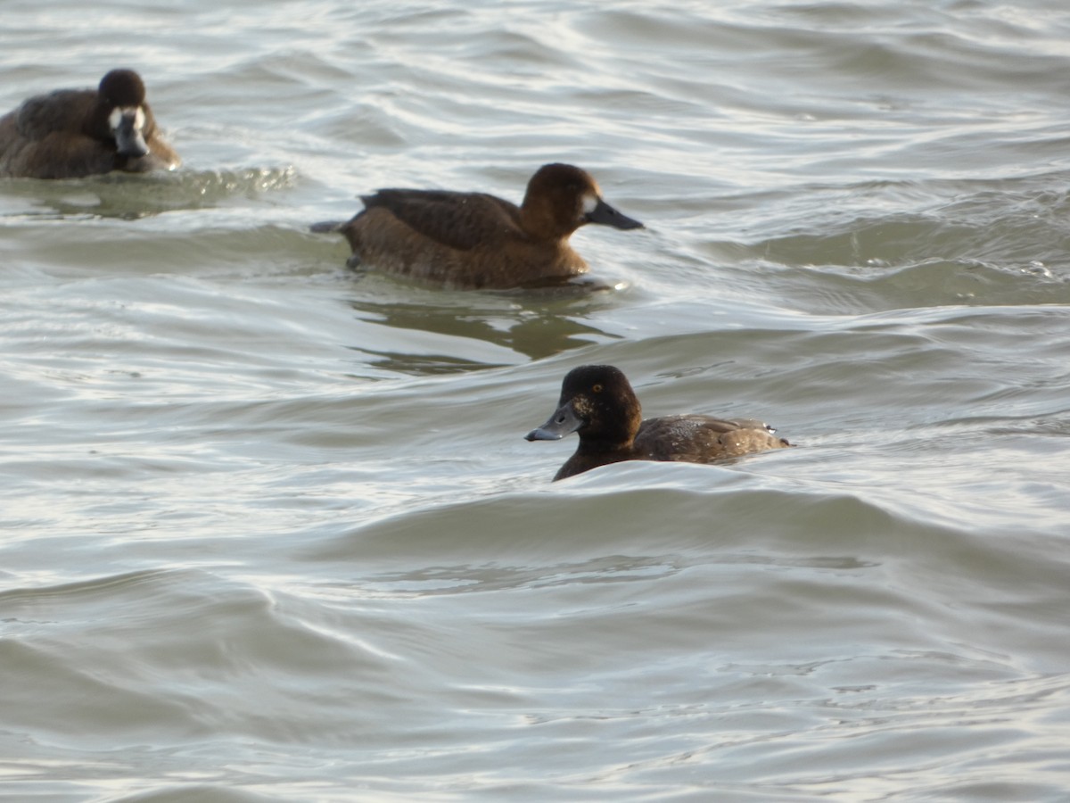 Greater Scaup - ML646524633