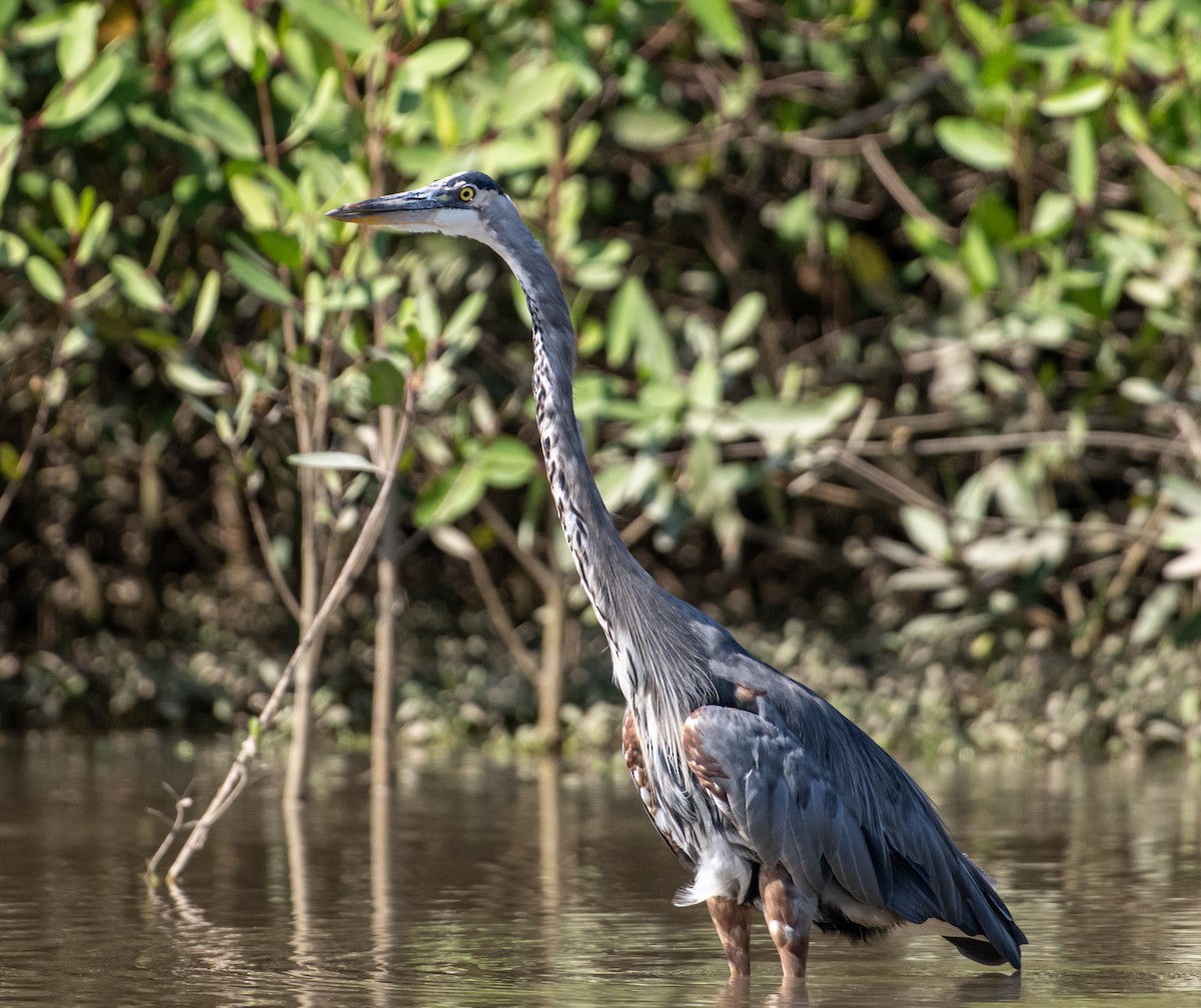 Great Blue Heron - ML646524634