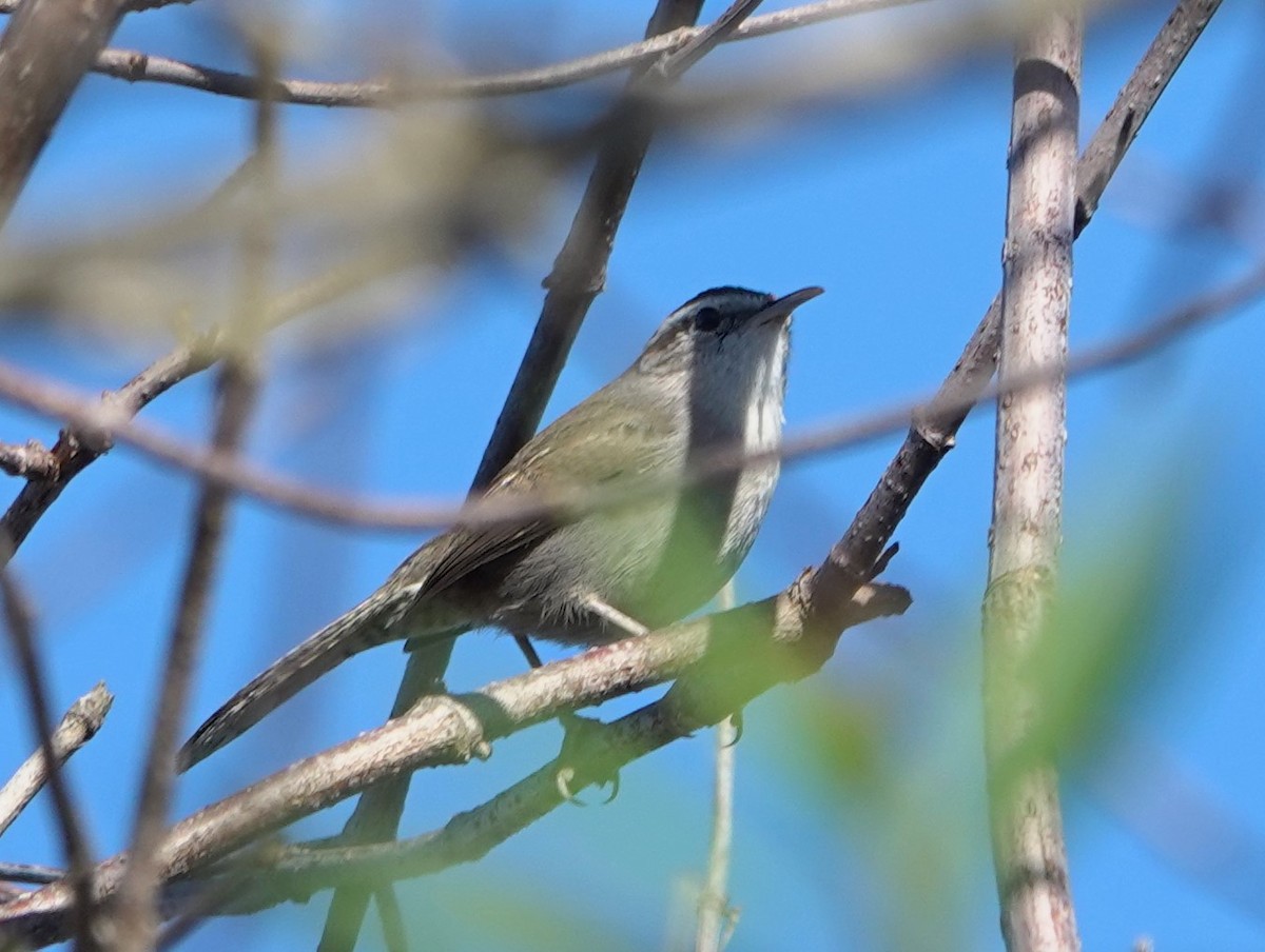 シロハラミソサザイ - ML646524635