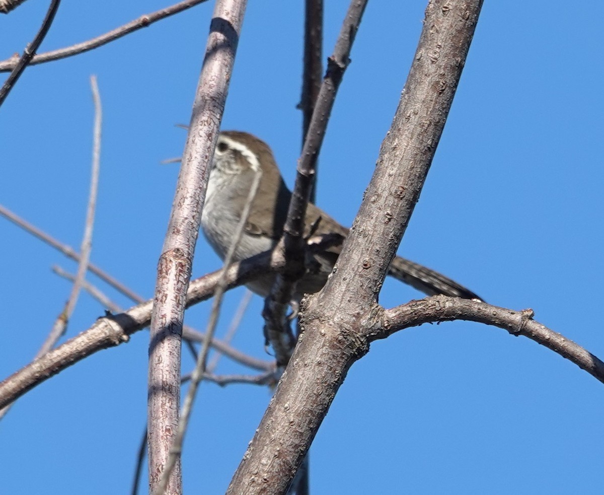 シロハラミソサザイ - ML646524636