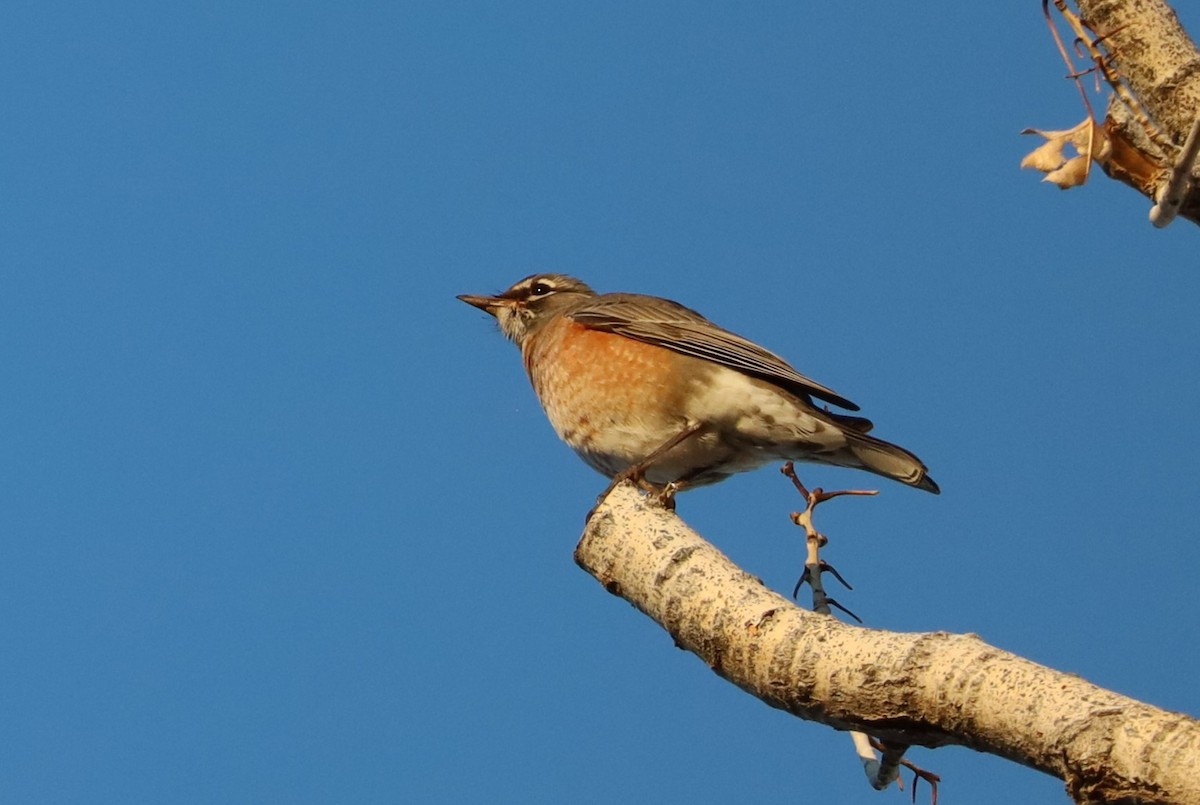 コマツグミ - ML646524637