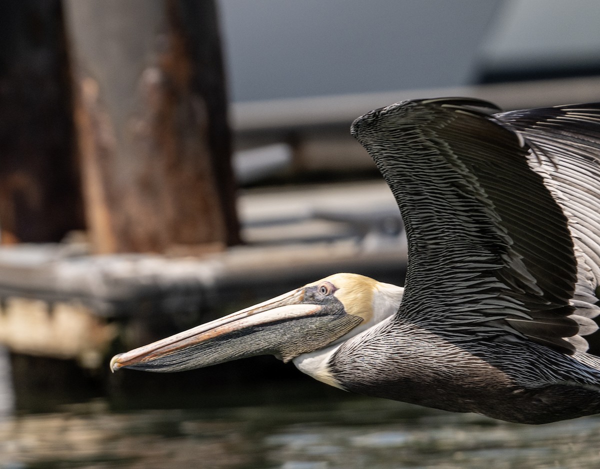 Brown Pelican - ML646524638