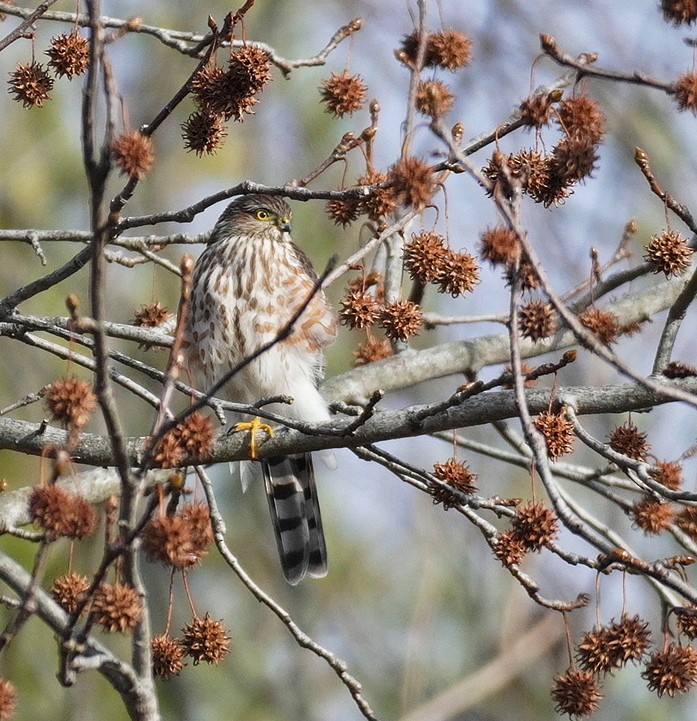 Sharp-shinned Hawk - ML646524639