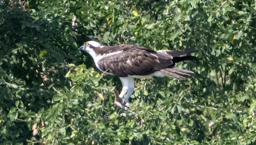 Osprey - ML646524640