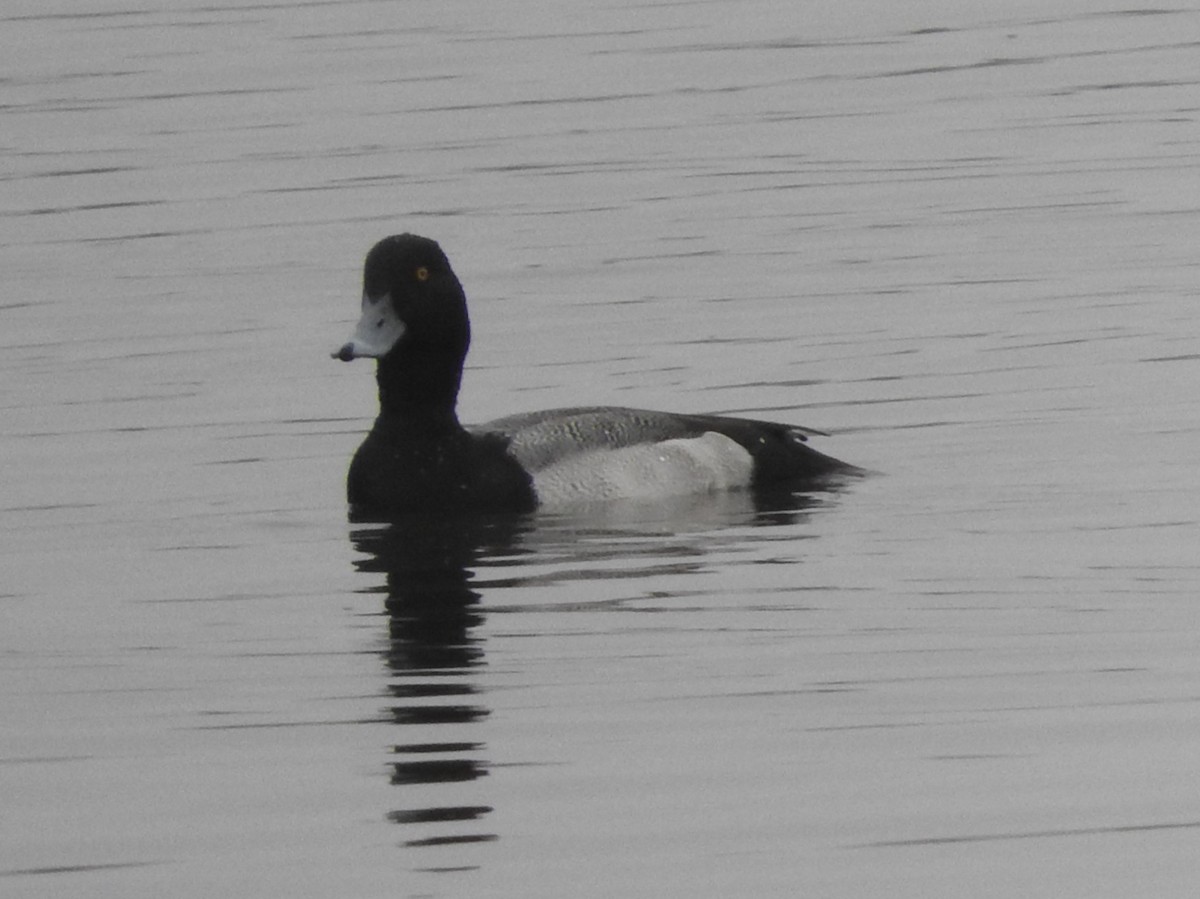 コスズガモ - ML646524641