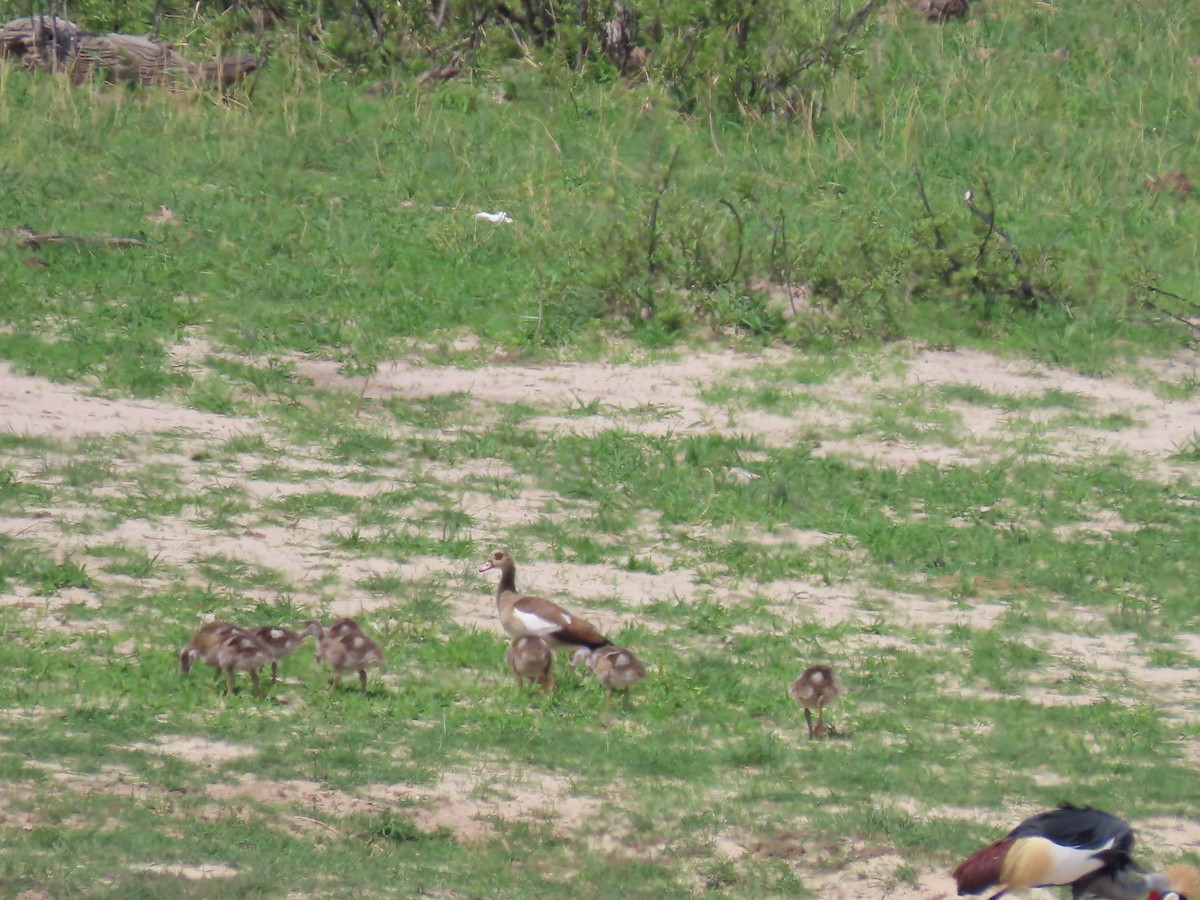 Ouette d'Égypte - ML646524645