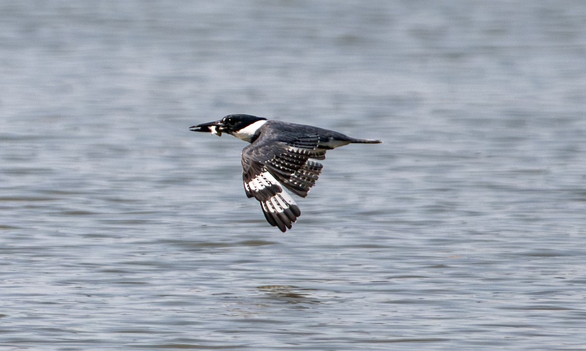 Belted Kingfisher - ML646524648