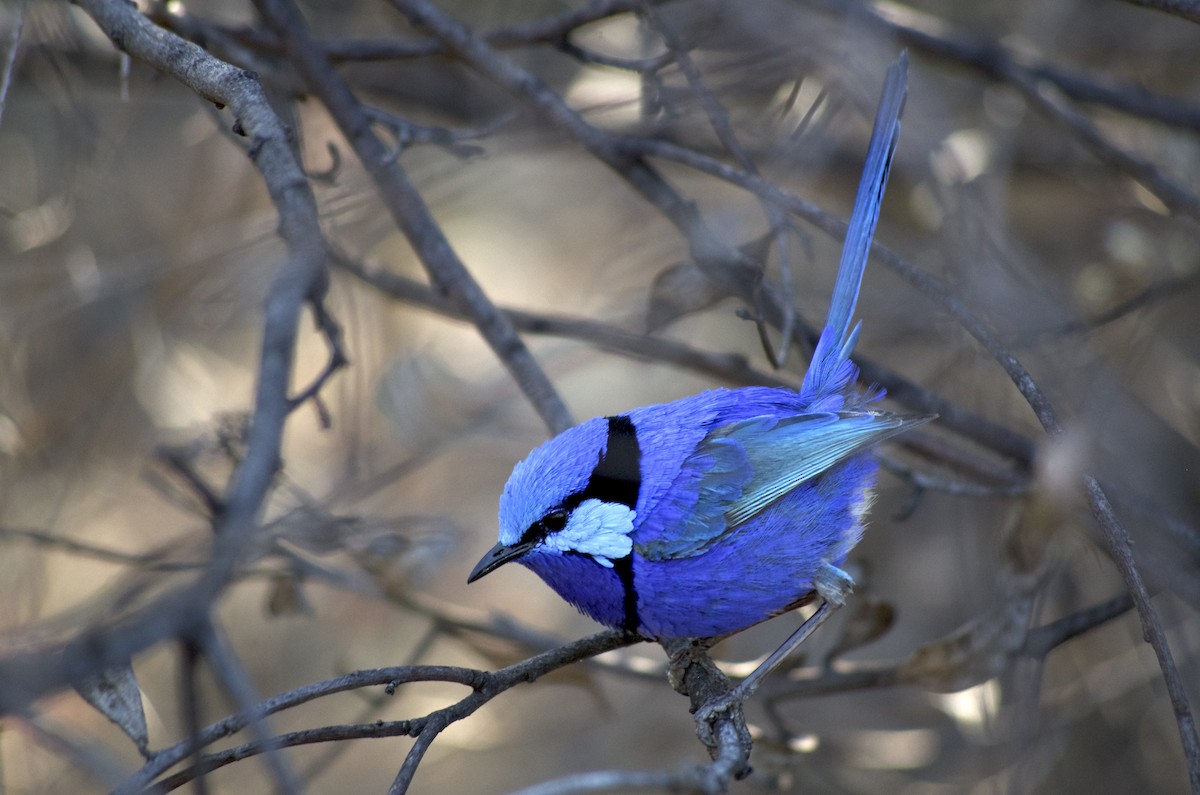 Splendid Fairywren - ML646524651