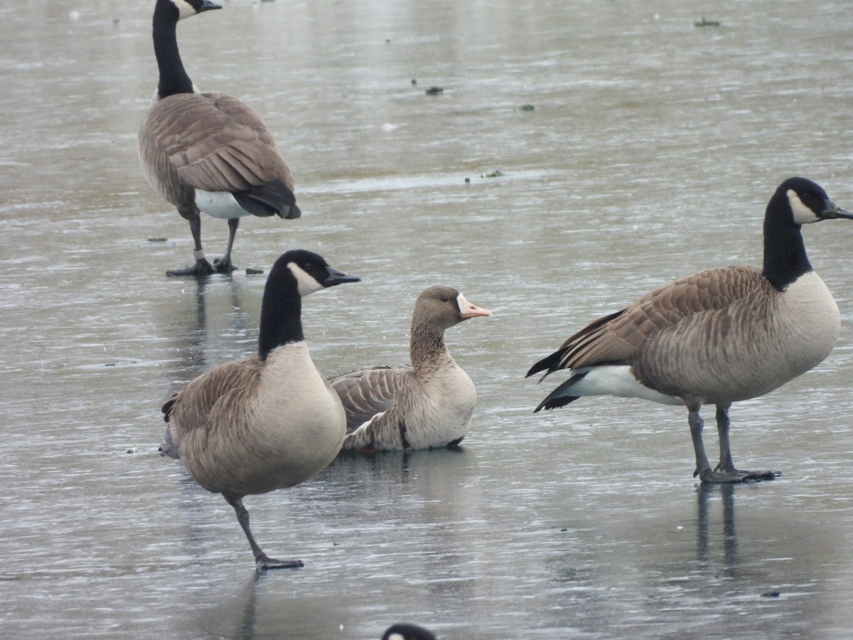 Greater White-fronted Goose - ML646524652