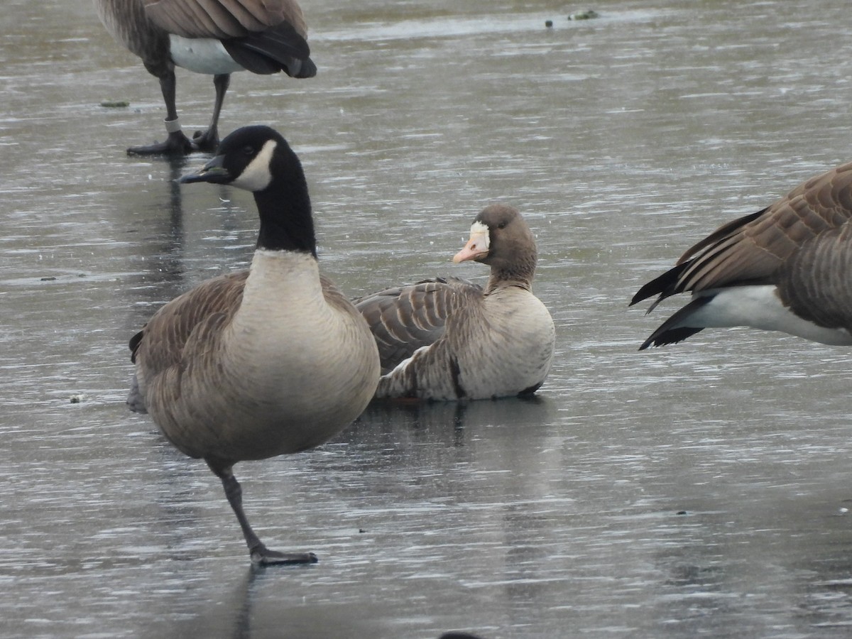 Greater White-fronted Goose - ML646524653