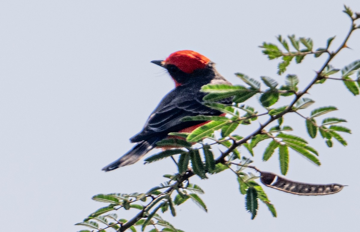 Vermilion Flycatcher - ML646524654