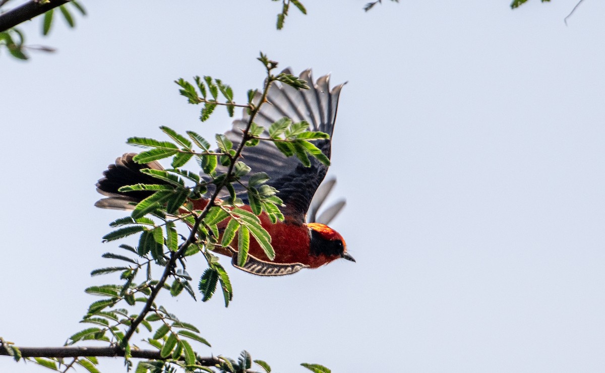 Vermilion Flycatcher - ML646524655