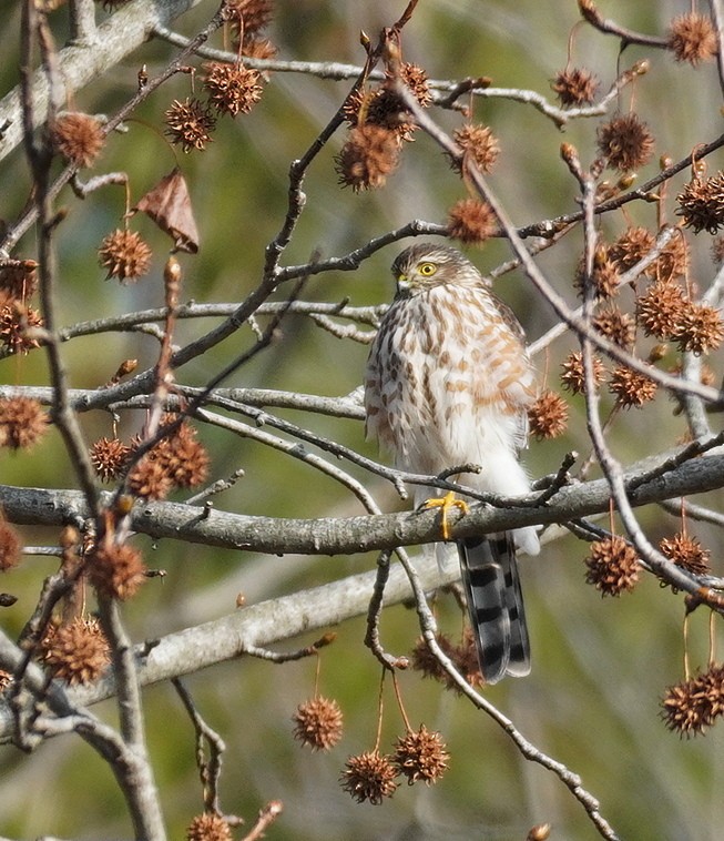 Sharp-shinned Hawk - ML646524656