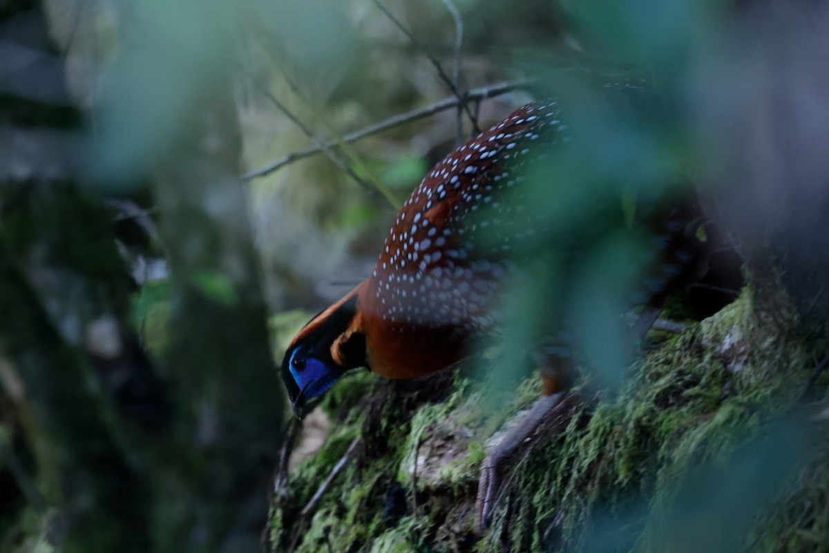 Temminck's Tragopan - ML646524658
