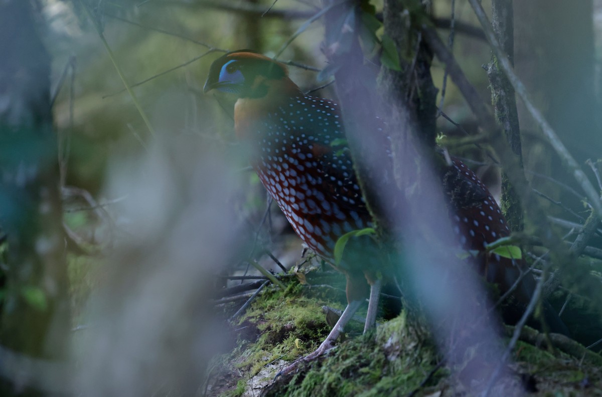 Temminck's Tragopan - ML646524659