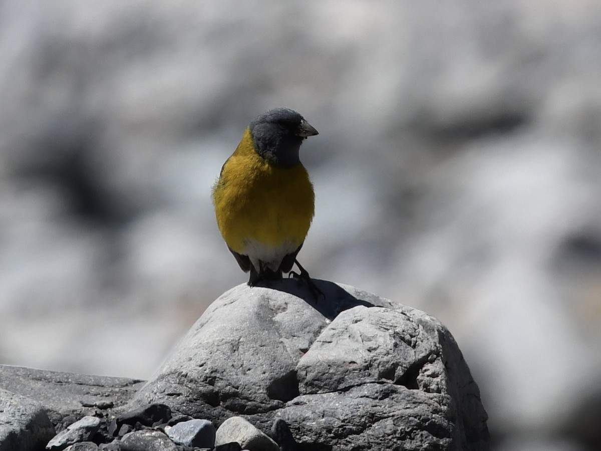 Gray-hooded Sierra Finch - ML646524660