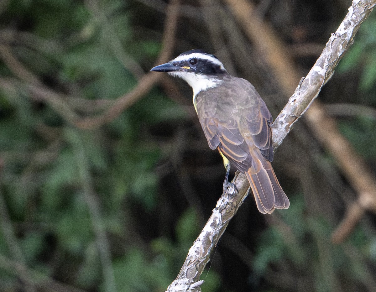 Great Kiskadee - ML646524662