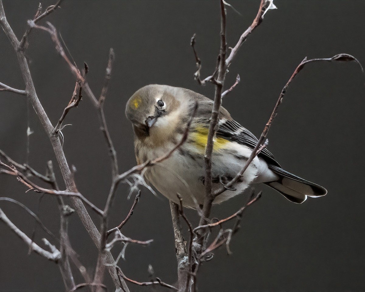Yellow-rumped Warbler - ML646524668
