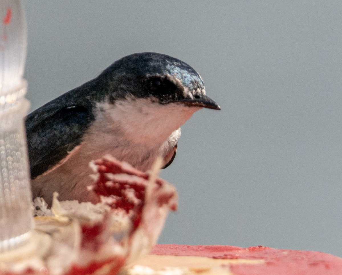Mangrove Swallow - ML646524669