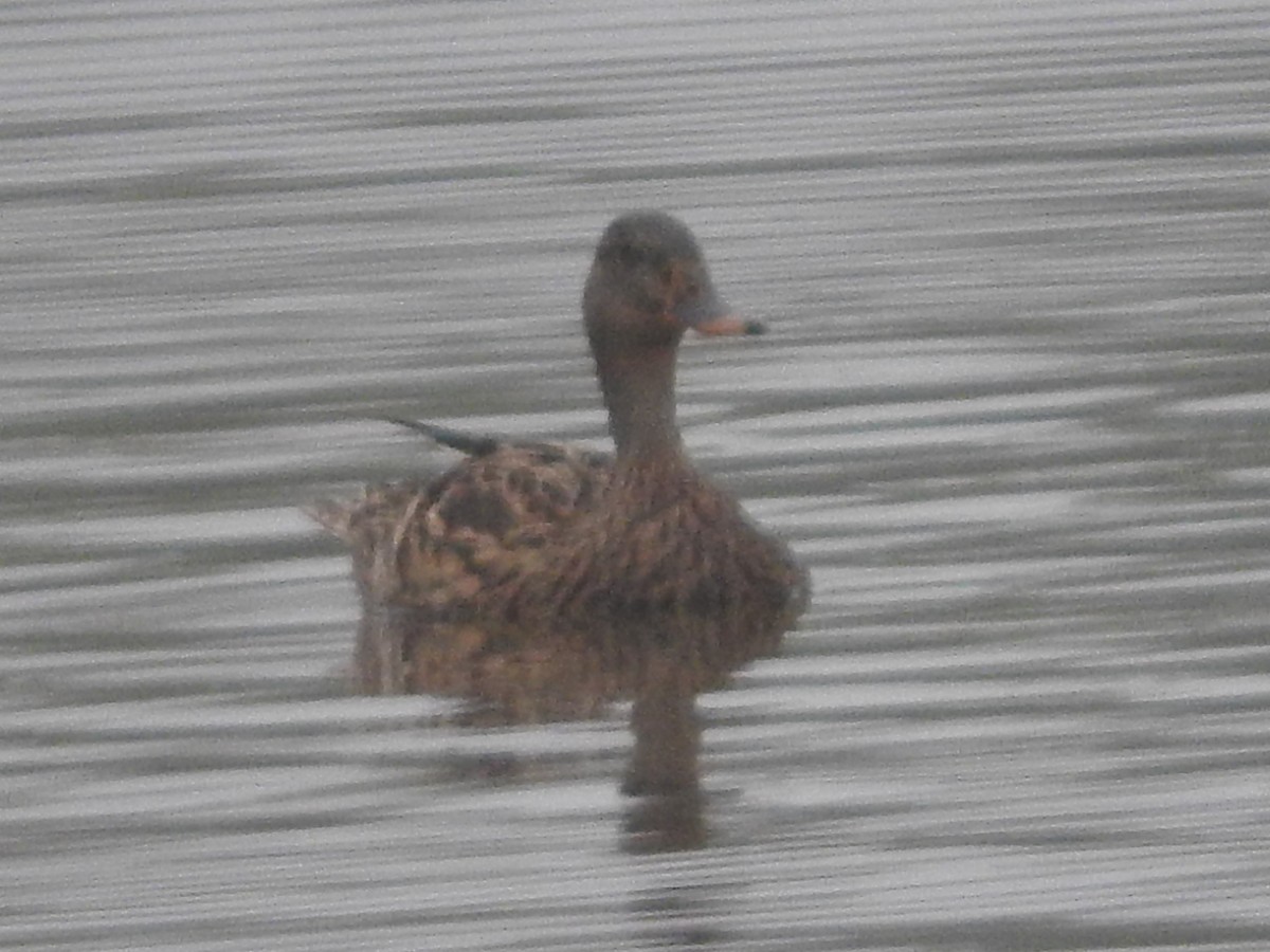 Mallard - ML646524670