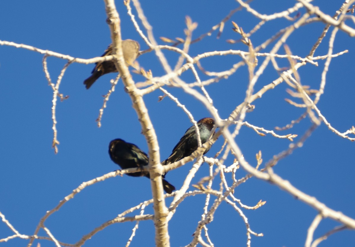 Brown-headed Cowbird - ML646524671