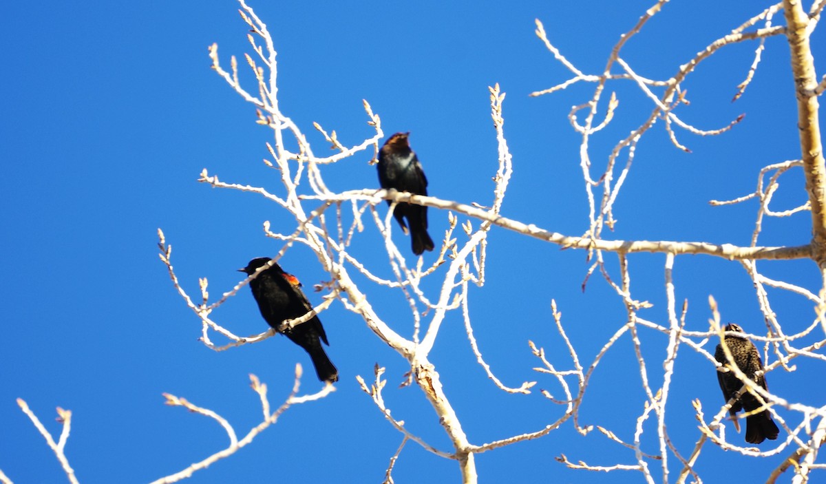 Brown-headed Cowbird - ML646524672