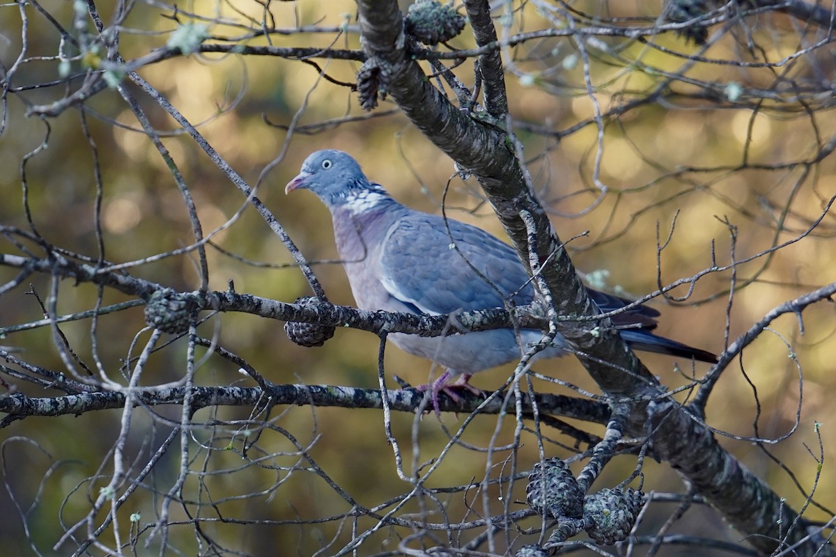 Paloma Torcaz - ML646524673