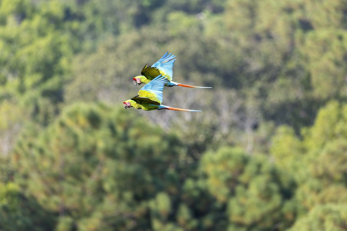 Military Macaw - ML646524676