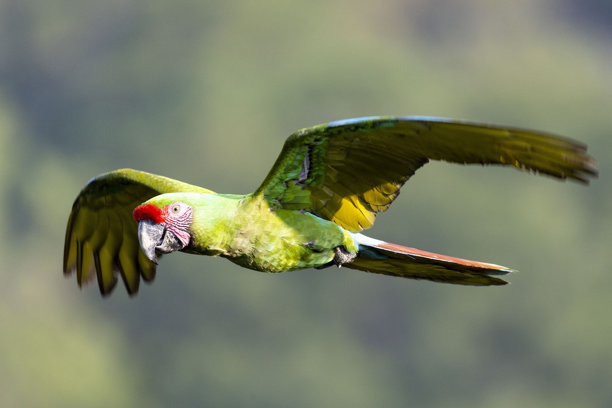 Military Macaw - ML646524677