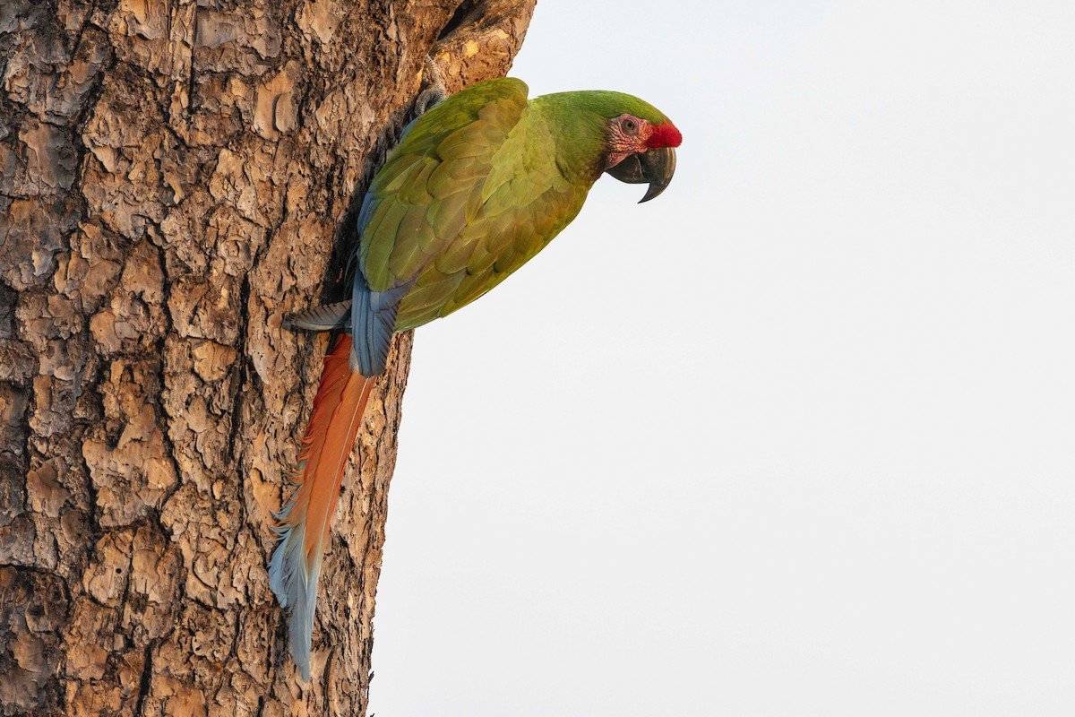 Military Macaw - ML646524678