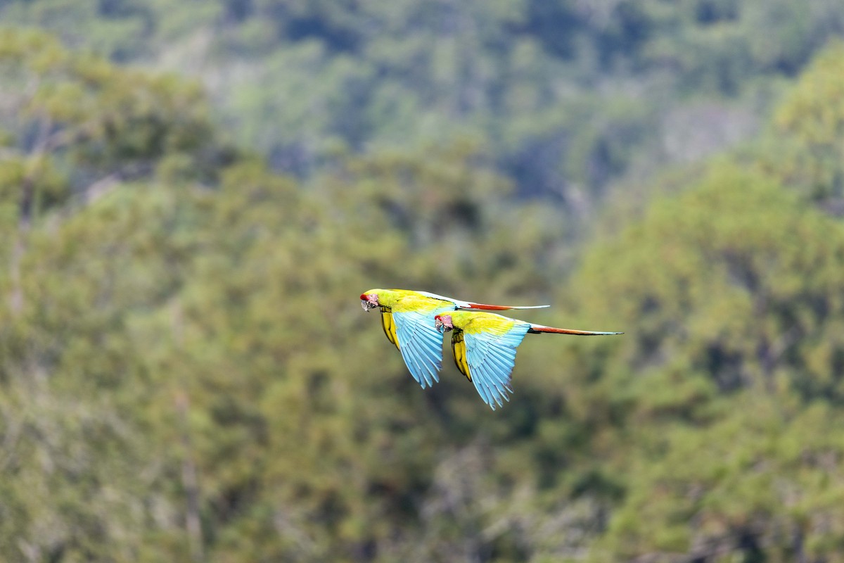 Military Macaw - ML646524679