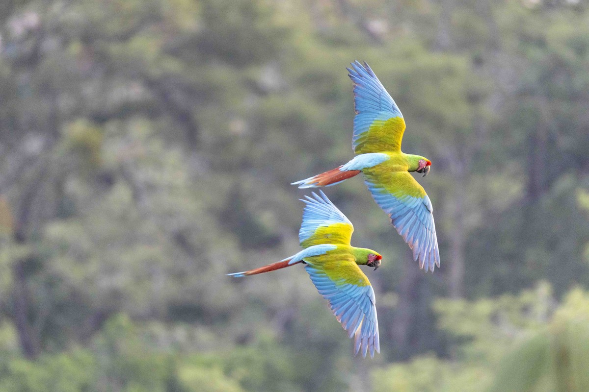 Military Macaw - ML646524680