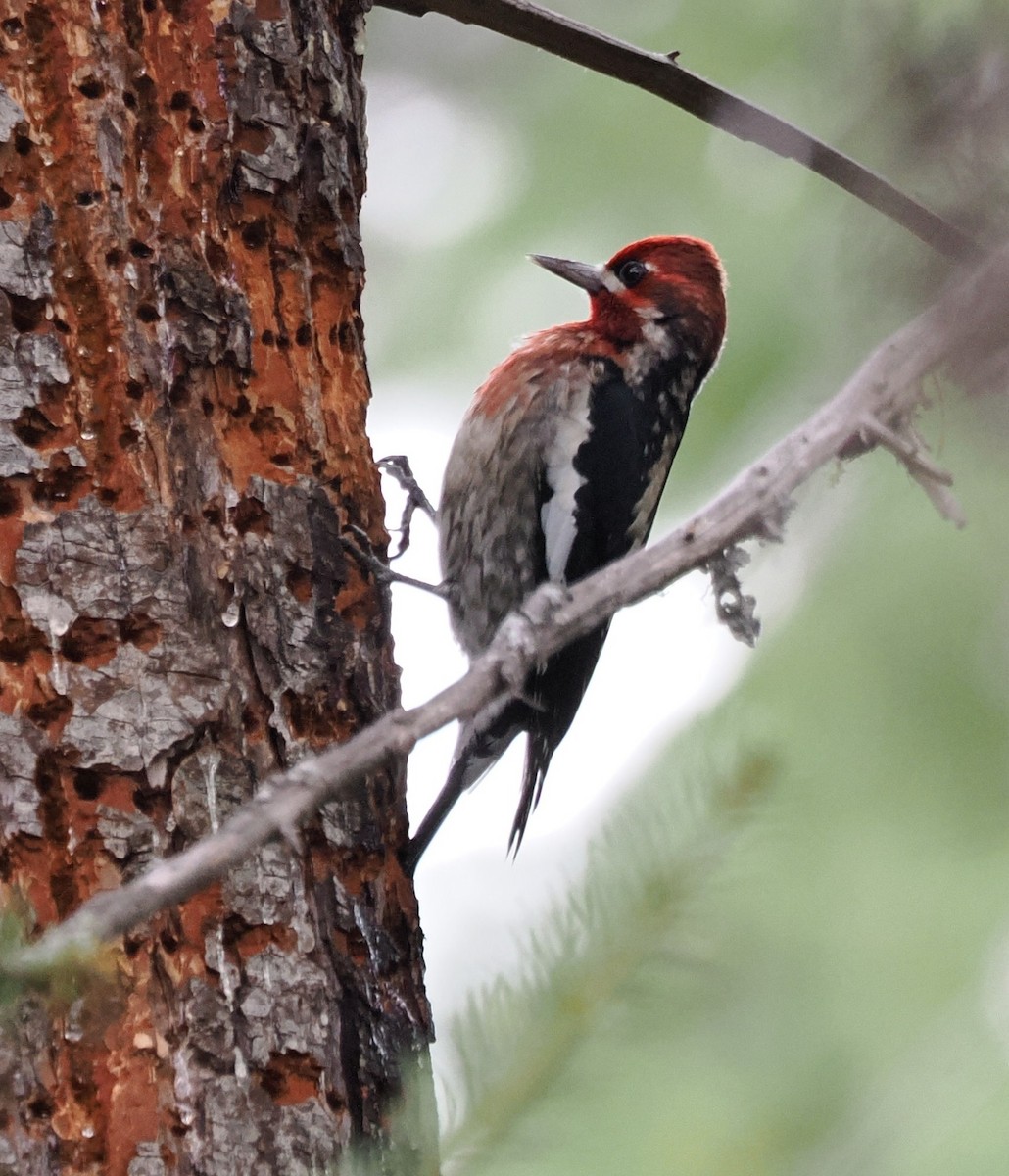 Red-naped x Red-breasted Sapsucker (hybrid) - ML646524681